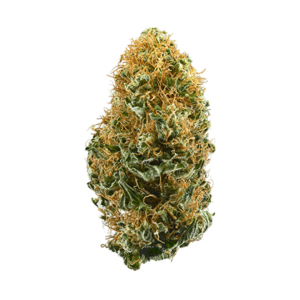 White Widow cannabis strain buds, known for its exceptional qualities and worldwide recognition.